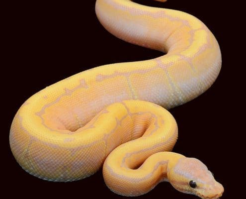 banana ball python for sale