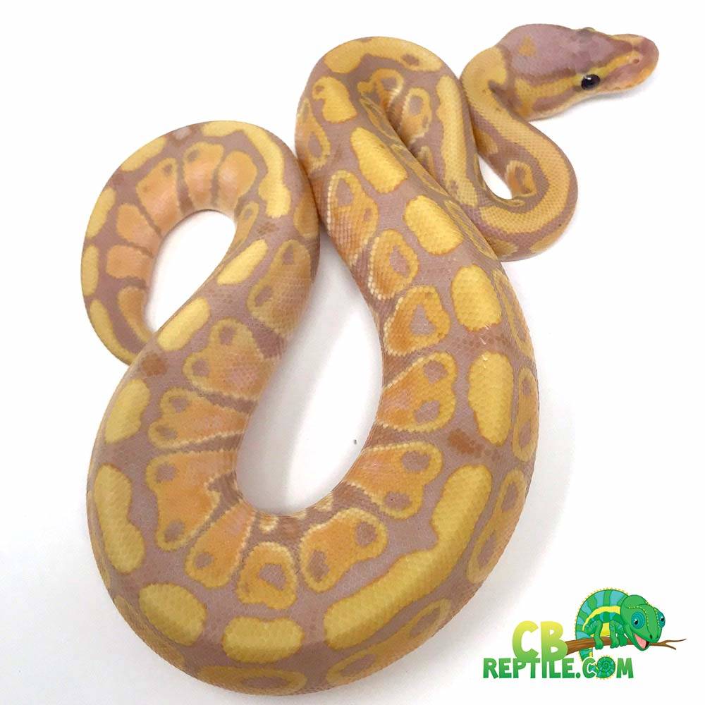 banana ball python