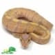 banana ball python for sale