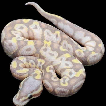 banana pastel ball python for sale