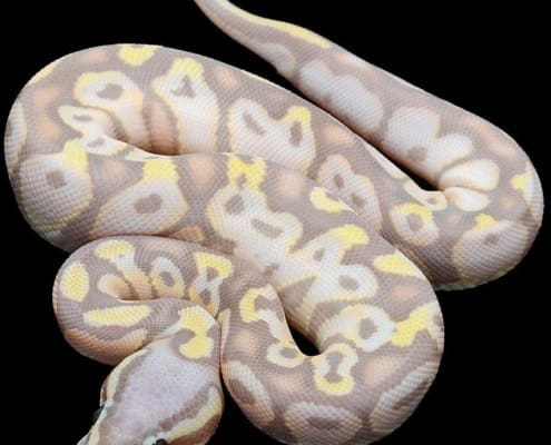 banana pastel ball python for sale