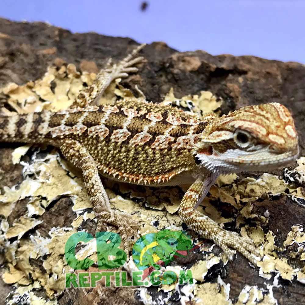 bearded dragon water conditioner