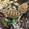 bearded dragons for sale