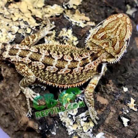 bearded dragons for sale