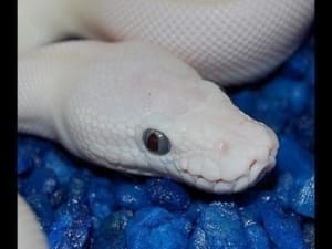 blue eyed leucistic ball python for sale