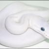 blue eyed leucistic ball python for sale