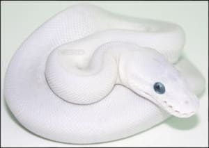 blue eyed leucistic ball python for sale