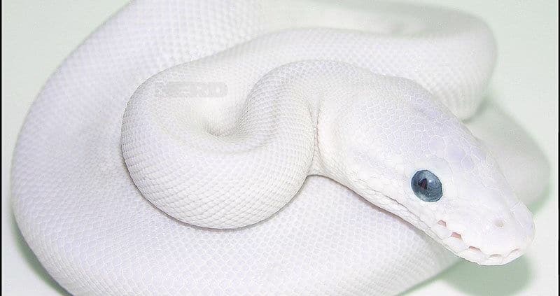 blue eyed leucistic ball python for sale