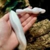 blue eyed lucy ball python for sale