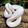 blue eyed lucy python for sale