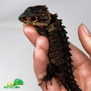 crocodile skink