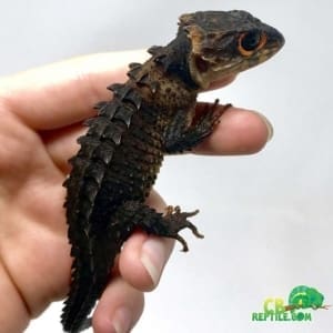 crocodile skink for sale