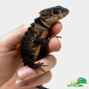 crocodile skink for sale near me