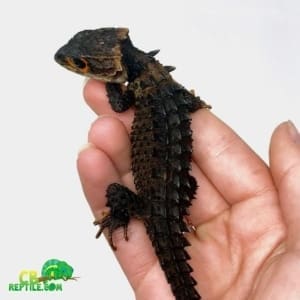 crocodile skinks for sale