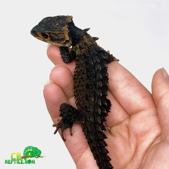 red eyed crocodile skink plush