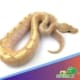 honeybee ball python
