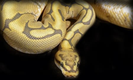 honeybee ball python for sale