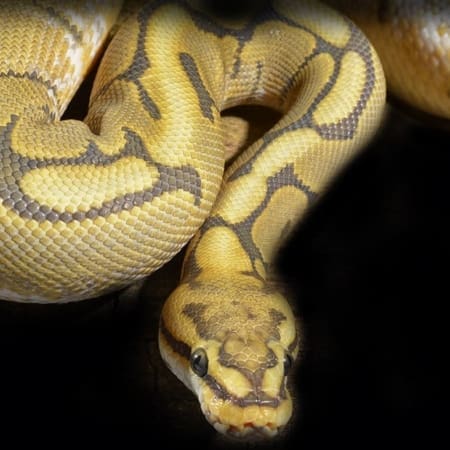 honeybee ball python for sale