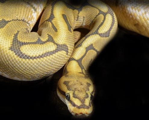 honeybee ball python for sale