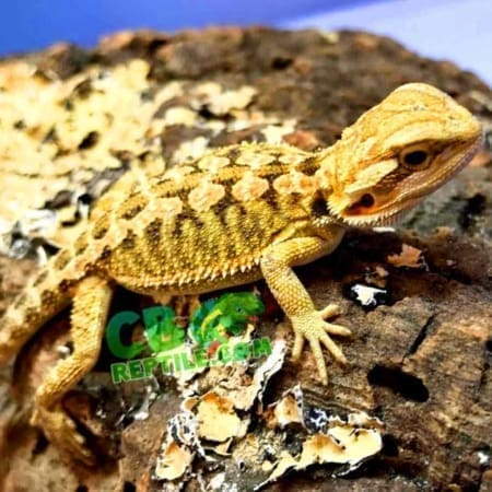 Hypo bearded dragon