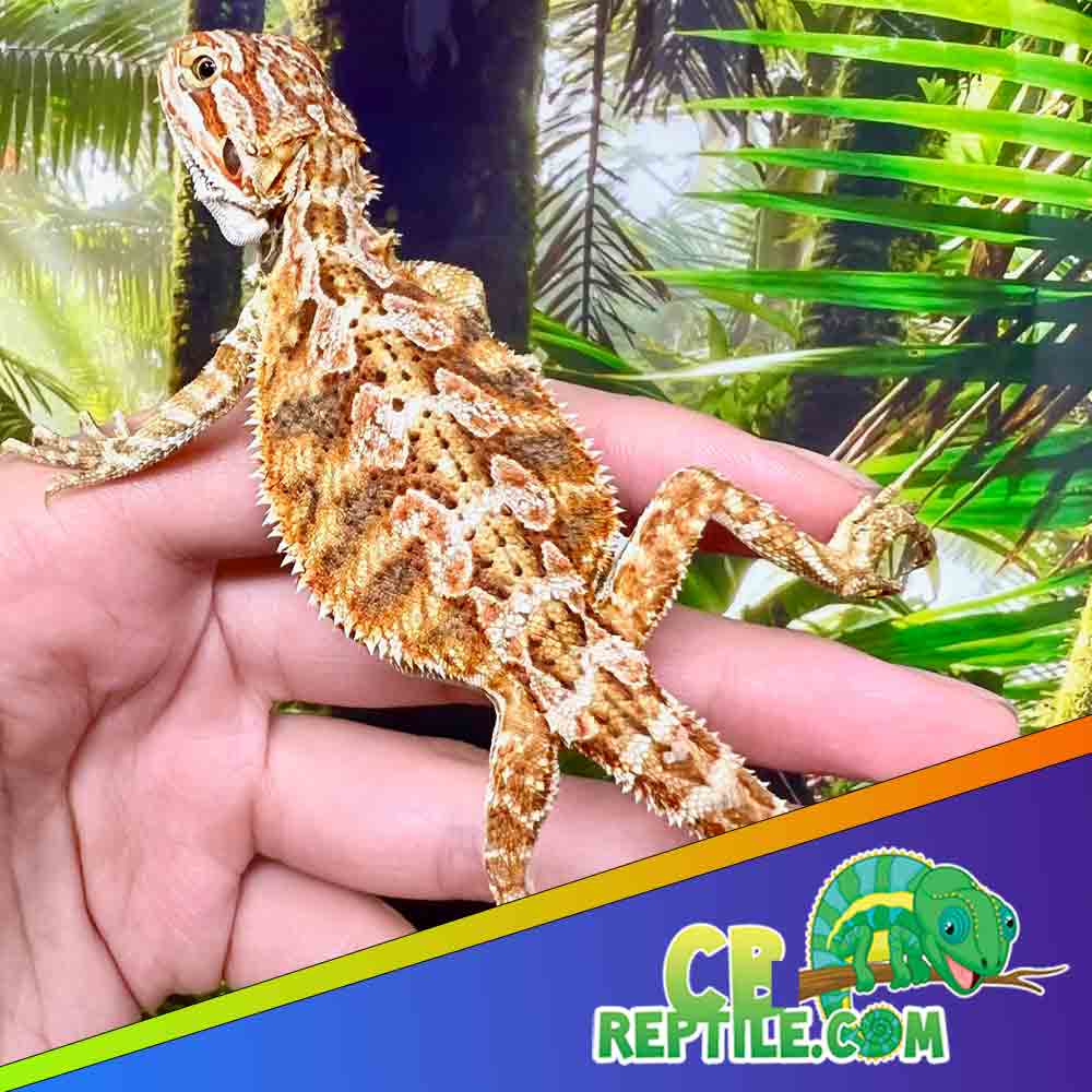 Hypo Bearded Dragon