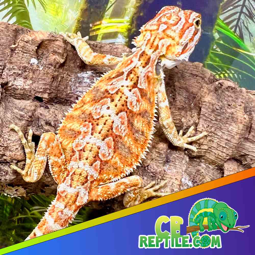 WE HAVE HYPO ZERO BEARDED DRAGON FOR SALE.