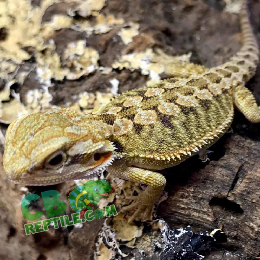 hypo trans bearded dragon