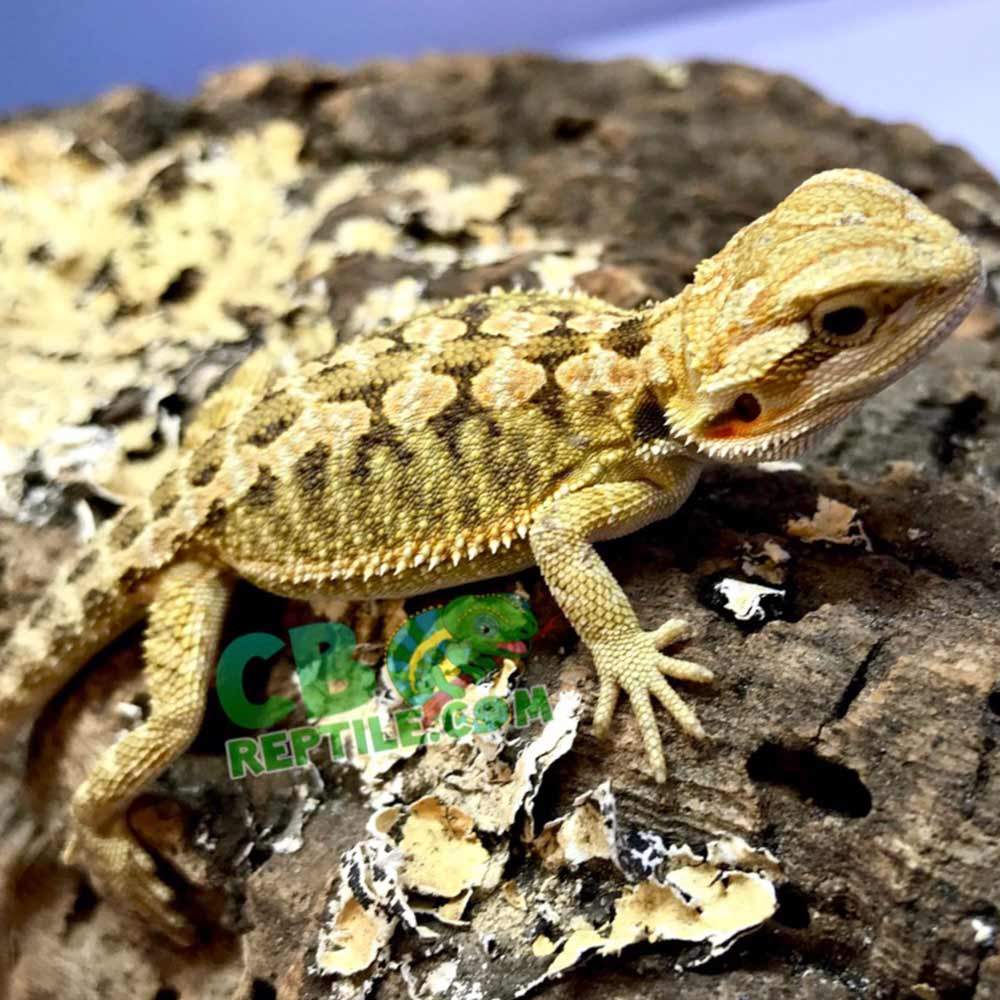 hypo trans bearded dragon