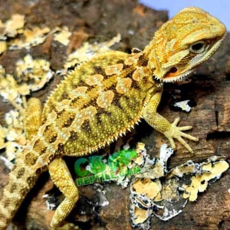 Hypo bearded dragon for sale