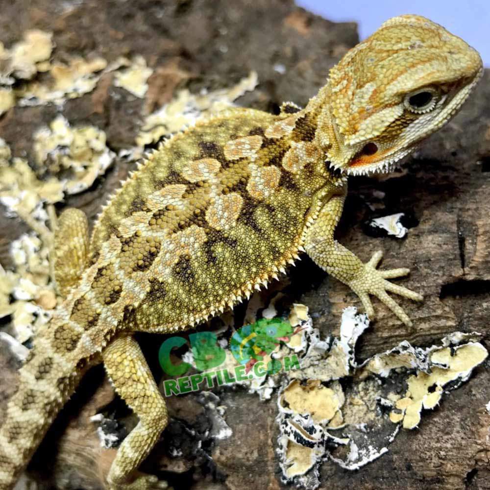 hypo bearded dragons for sale