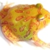 lemon albino pacman frog
