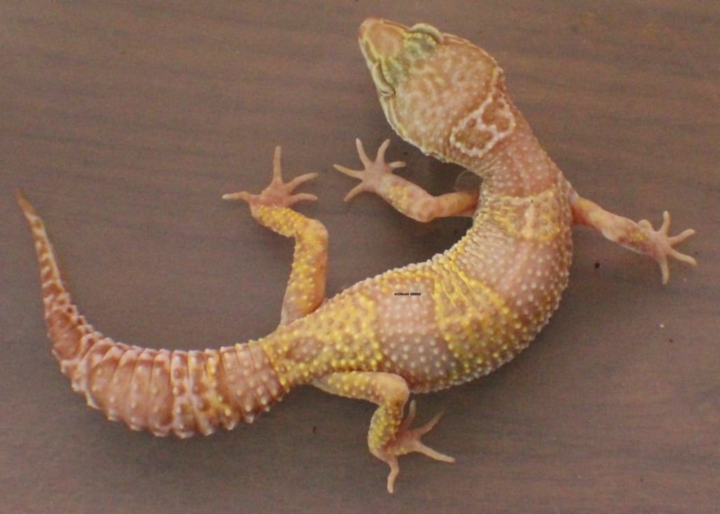 mack snow albino leopard geckox