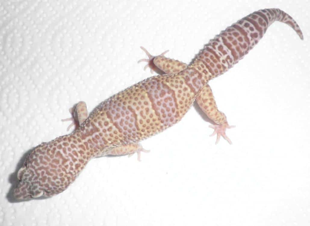 mack snow albino leopard gecko for sale