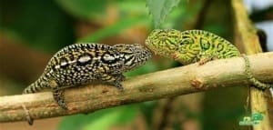 male carpet chameleon