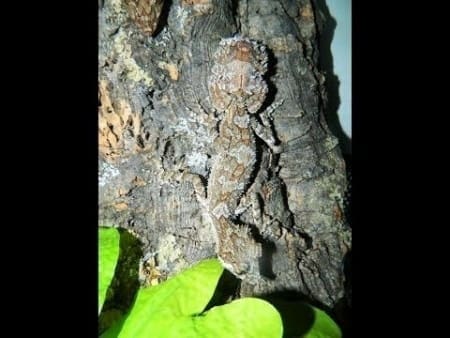 Mossy Leaf Tailed Gecko for Sale - Image 2