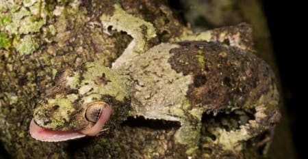 mossy leaf tailed gecko for sale