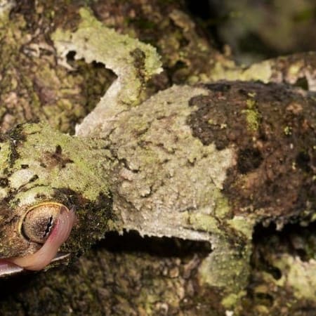 mossy leaf tailed gecko for sale