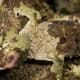 mossy leaf tailed gecko for sale