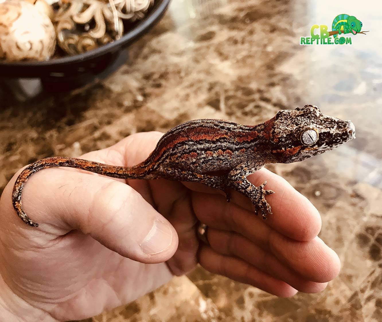 Orange and red stripe gargoyle gecko for sale online baby orange red
