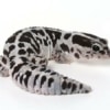 Oreo fat tail gecko for sale