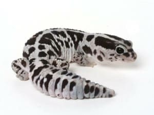 Oreo fat tail gecko for sale