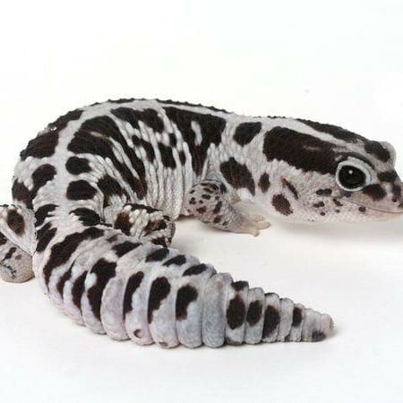 Oreo fat tail gecko for sale