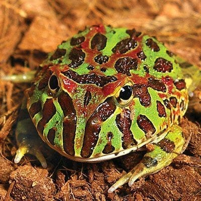 ornate pacman frog