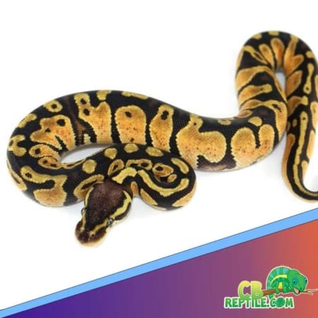 pastel ball python for sale