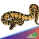 pastel ball python for sale