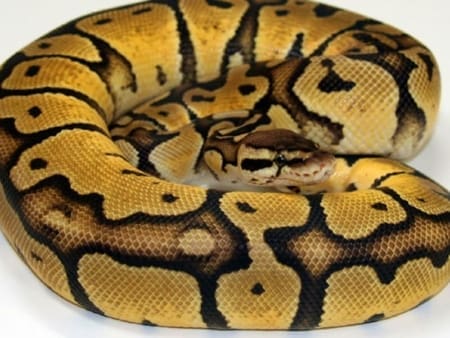 pastel ball python for sale