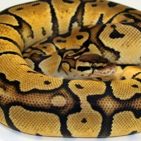 pastel ball python for sale