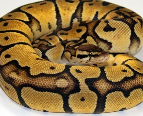 pastel ball python for sale