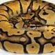 pastel ball python for sale