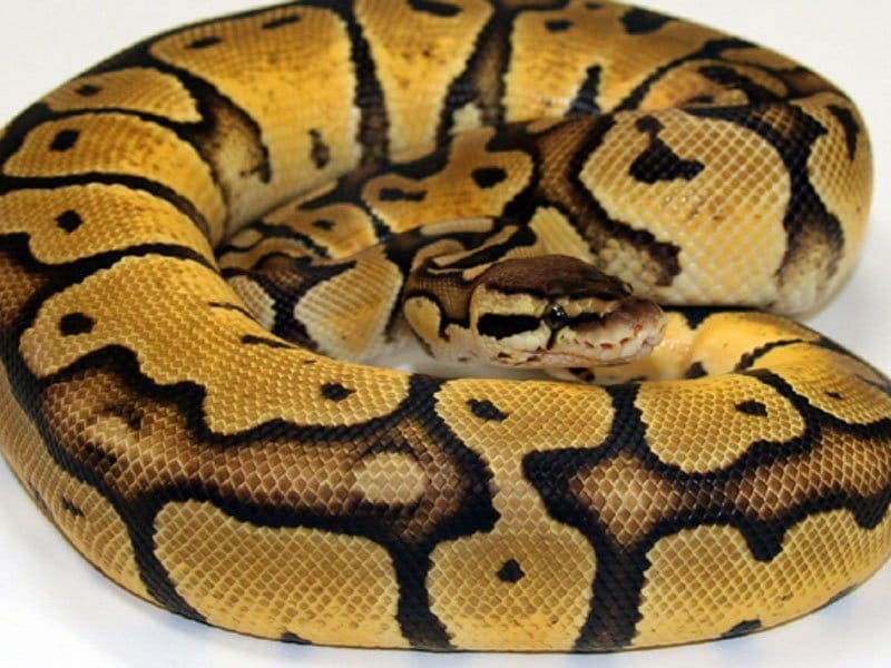 pastel ball python for sale